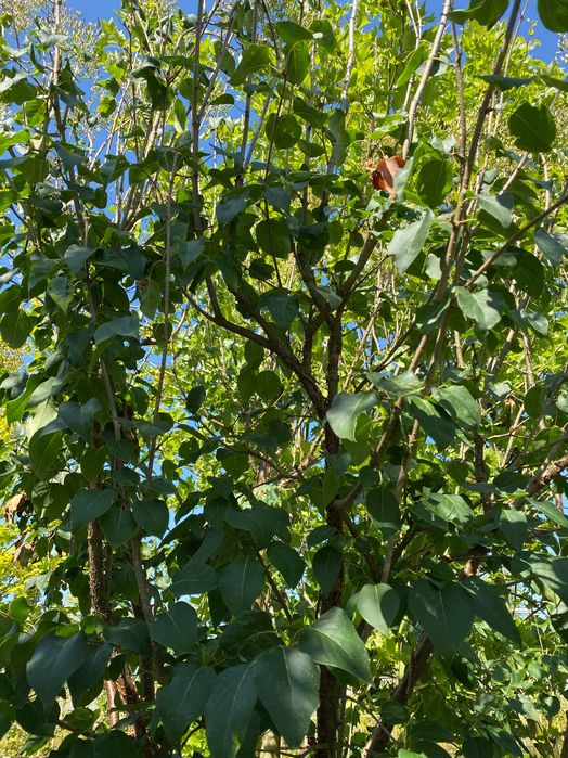 Lilak pekiński China Snow