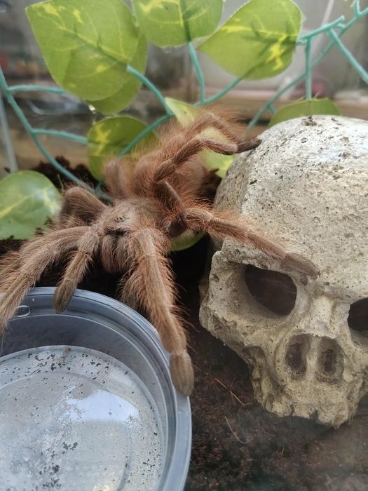 Ptasznik Chroma i inne
 Psalmopoeus irminia 5dc samica 
nhandu tripepii, z nami od małego ok 4.5dc
Grammostola pulchripes, z nami od małego  3dc