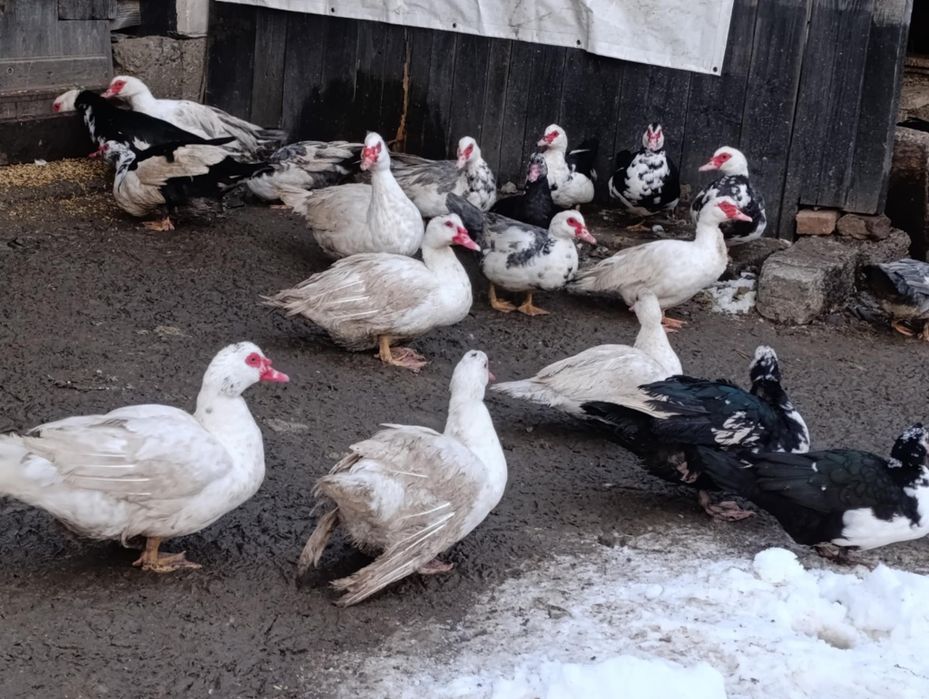 Kaczki/ kaczory francuskie