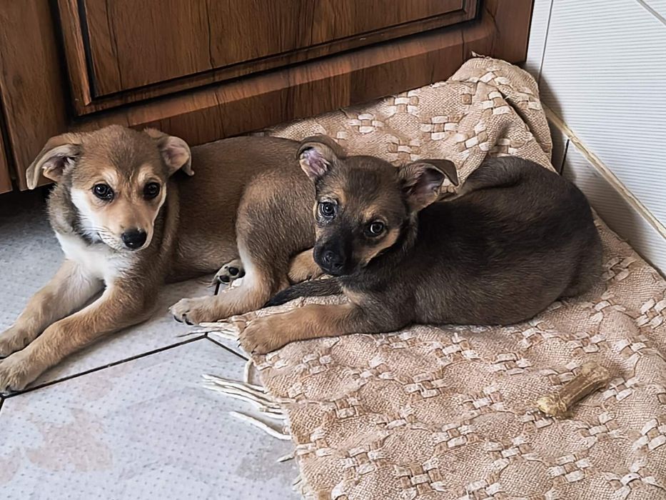 Віддамо в добрі руки