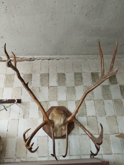 Продам рога Оленя