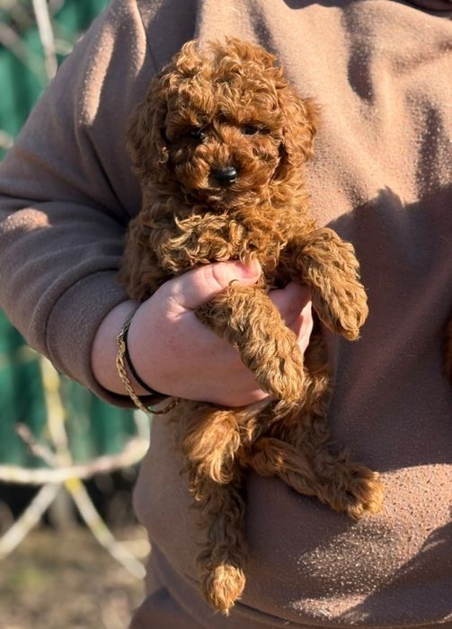 Шикарний малиш, той пудель