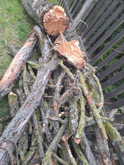 Drzewo owocowe do wędzenia grusza
