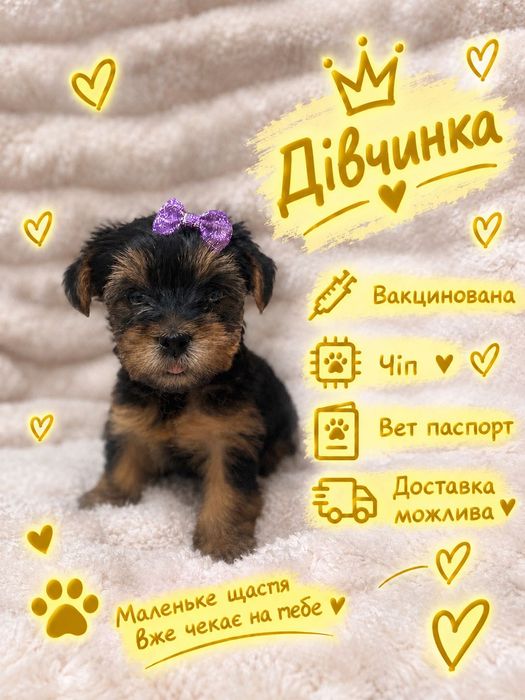 Йоркширский терʼєр.Чудові малюки