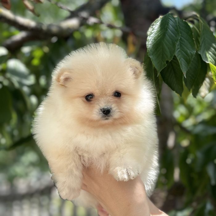 лялькова дівчинка тип ведмедика