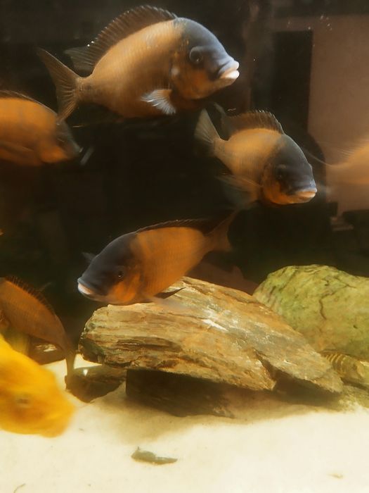 Petrochromis Red Bulu point 8-10 cm