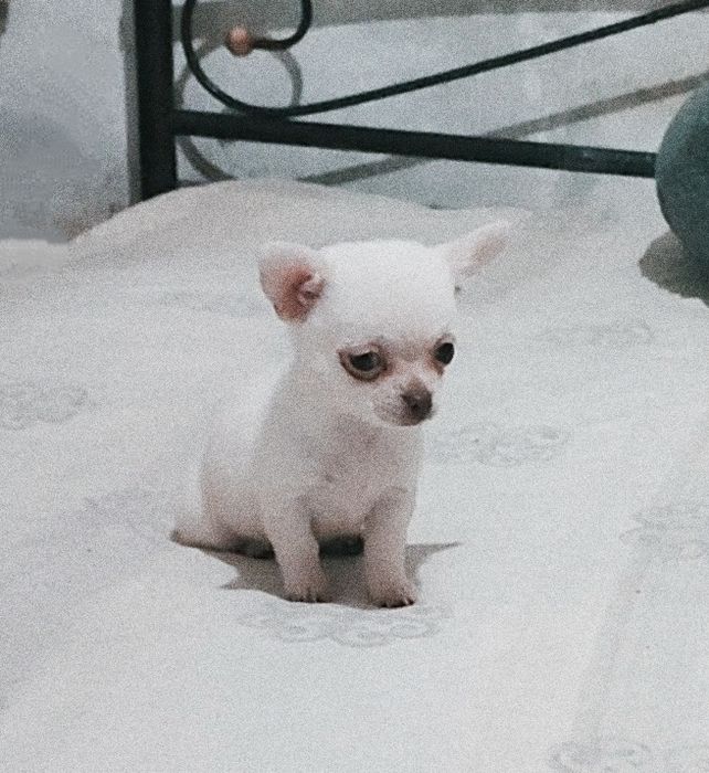 Настоящий мини мальчик, кобби