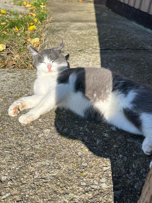 Котята в добрі руки