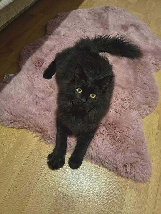 Kocurek syberyjski, kot syberyjski