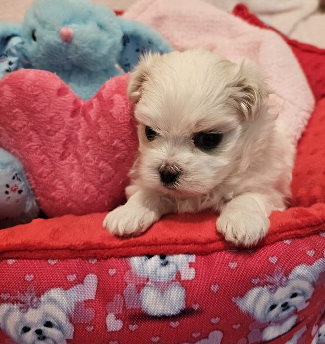 Maltańczyk piękna sunia [FCI]