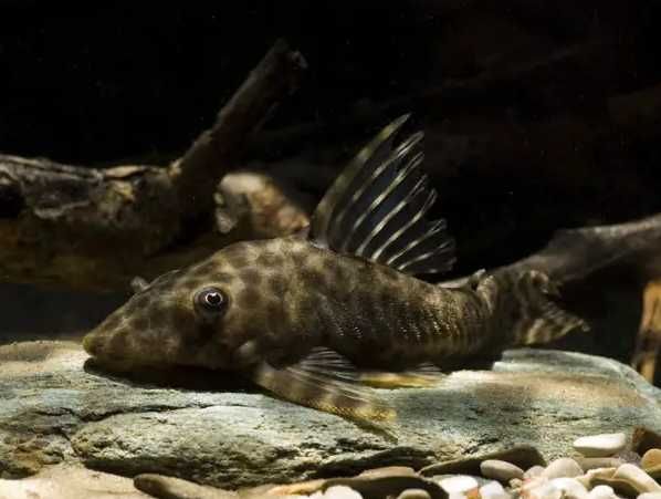 Glonojad zbrojnik Peckoltia bachi L146 - Rybki do akwarium