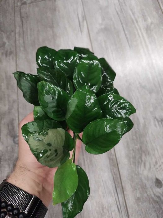 Анубіас великий кущ