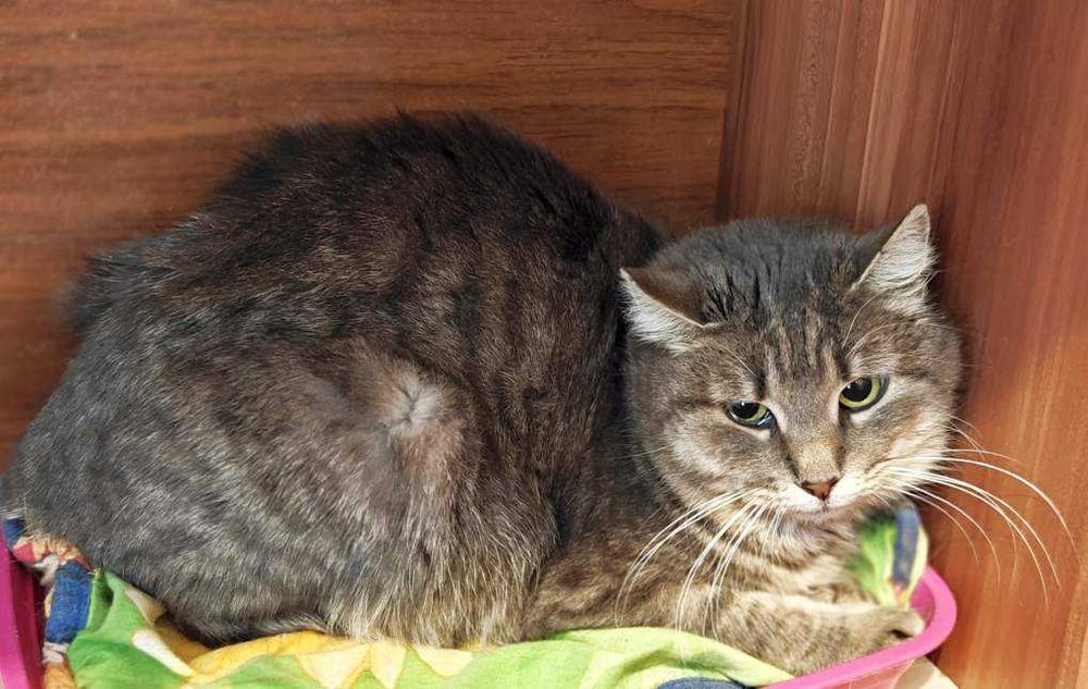 Умный Паша 1 год, серый, ласковый и спокойный кот, котенок