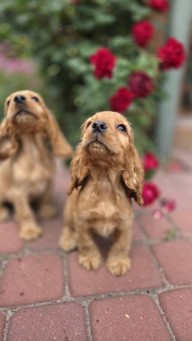 Cocker Spaniel Angielski