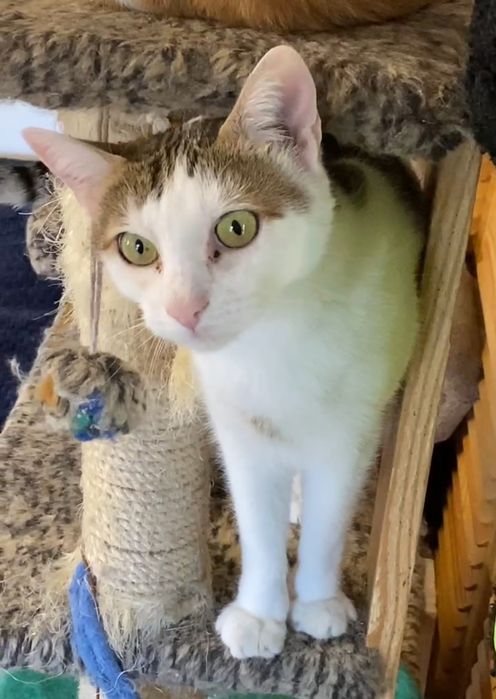 Отдам даром в добрые руки бело-полосатого котика