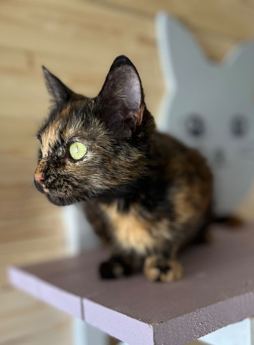 Przekochana Maciejka gorąco poleca się do adopcji:)
