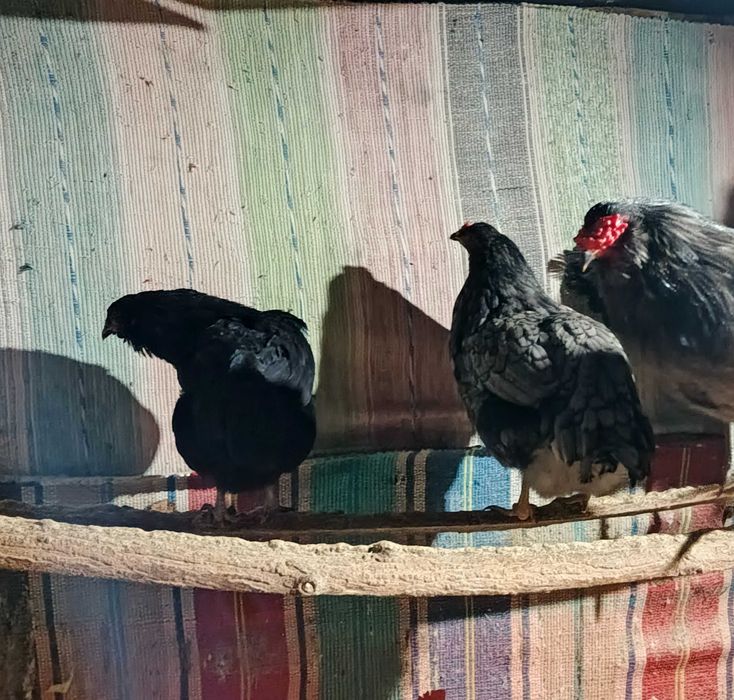 araucana ogoniasta jaja lęgowe