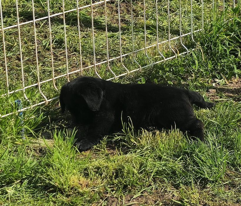 Labrador retriever com pedigree