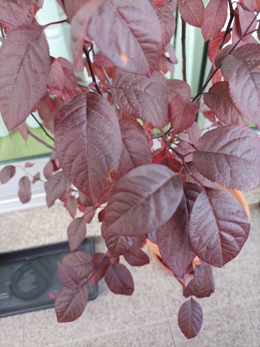 Ameixoeira Púrpura - 4 anos