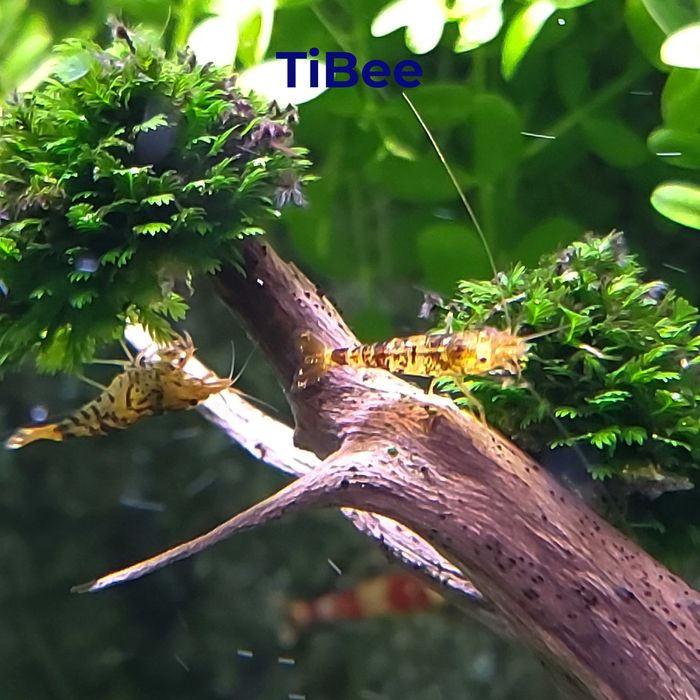 Аквариумные креветки Кардинал, Золотой тигр, TiBee