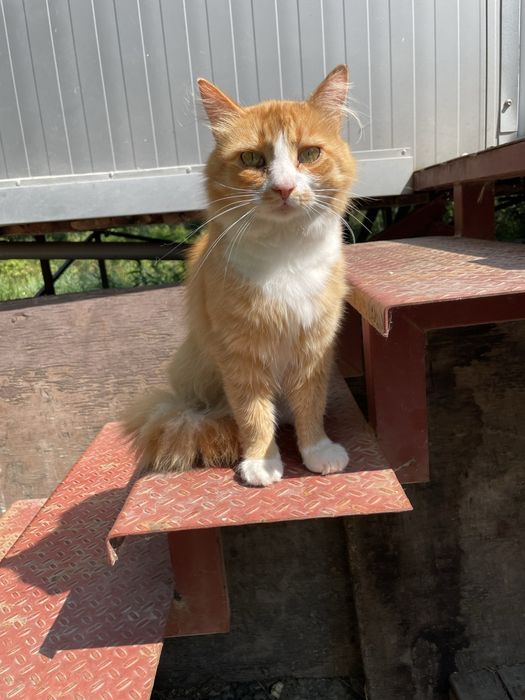 Бесплатно котики