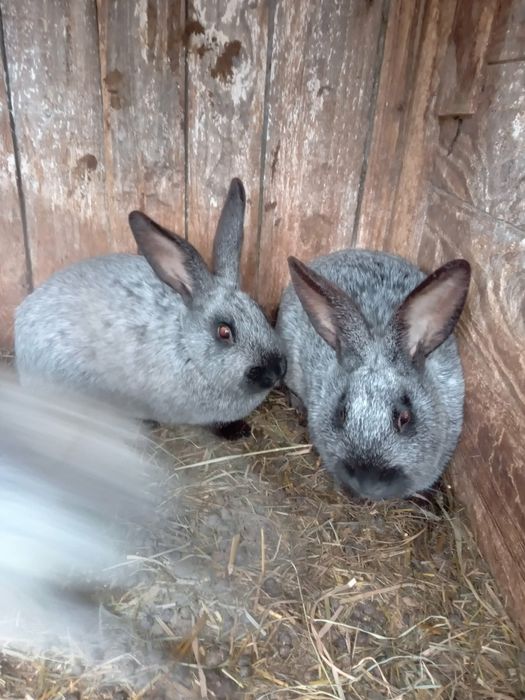 Sprzedam młoda samice