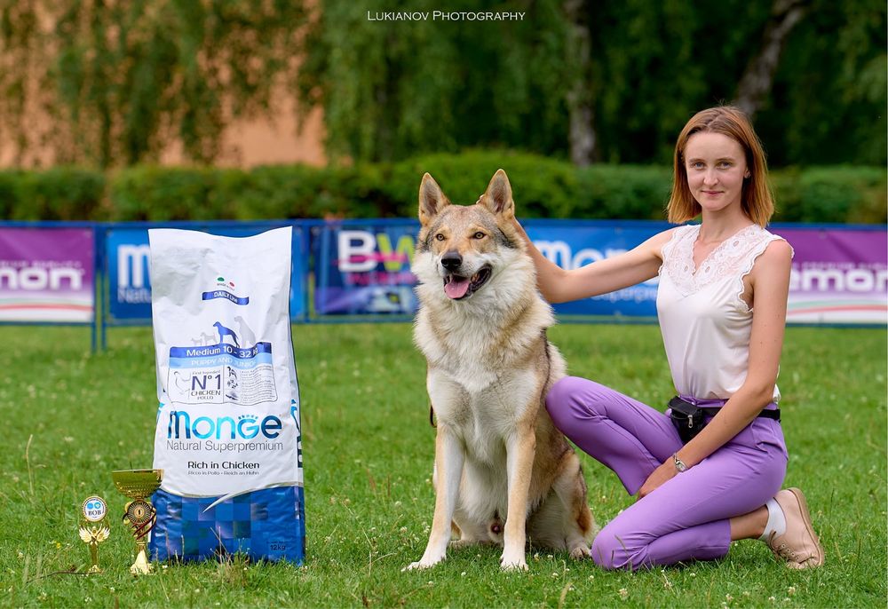 Хендлер, Послуги хендлера, кінолог, Підготовка собак до виставки