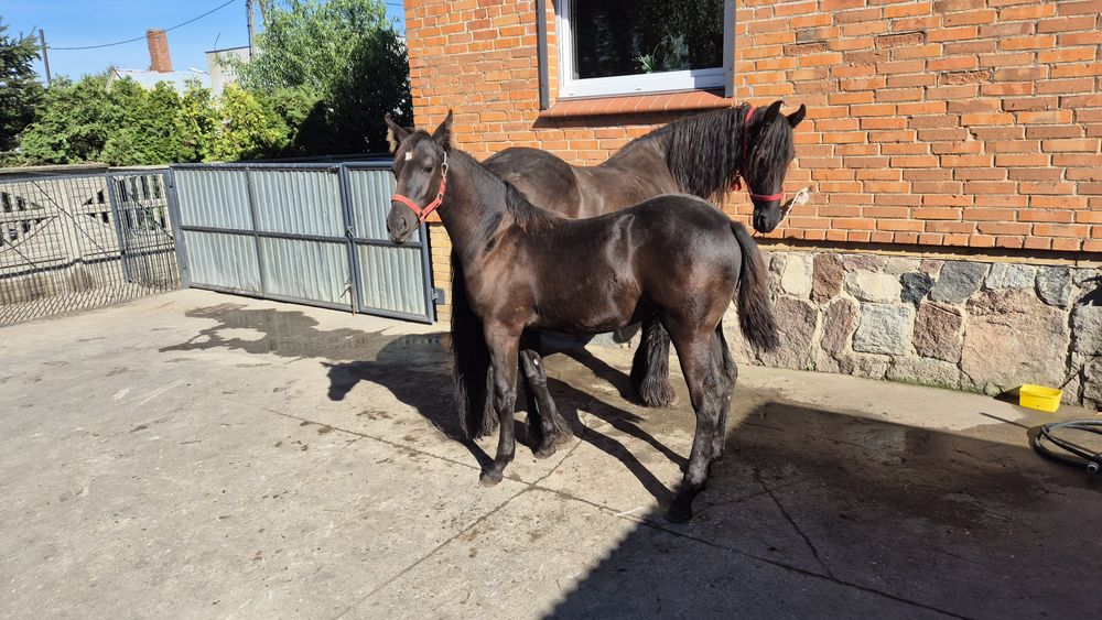 Koń Klacz Fryzyjska