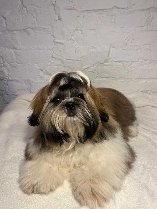Urocza biało-złota suczka Shih-tzu ZKwP FCI