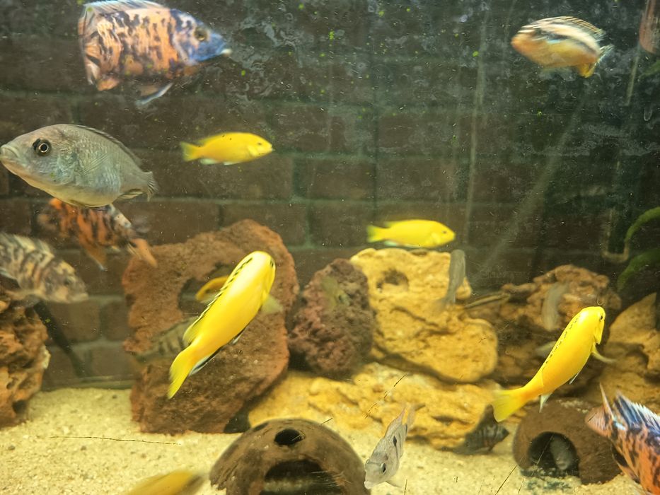 Ciclídeos Labidochromis caeruleus