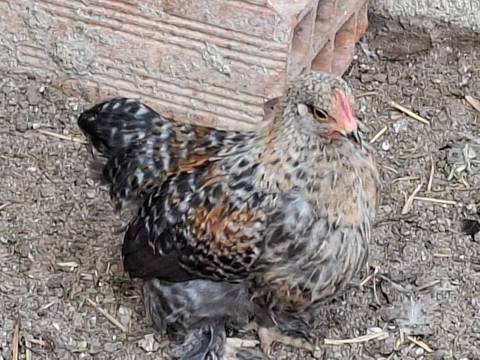 Vendo Galinhas de Pekin mutacoes