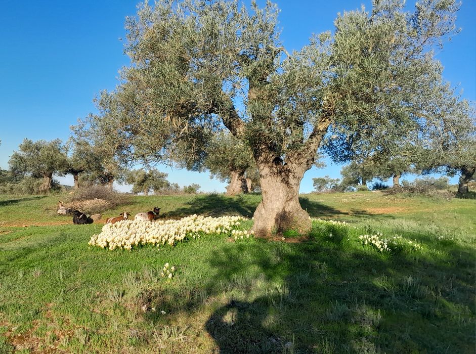 Azeite biológico 0.3 graus