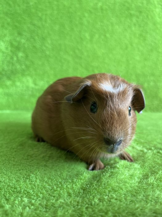 Морська свинка хлопчик