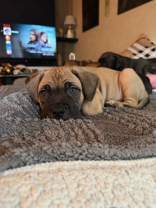 Cane Corso sunia piesek