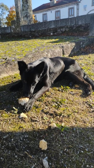 Menino para adopção responsável