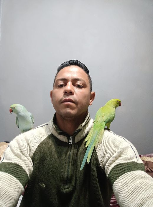 Casal de ring neck 300 €