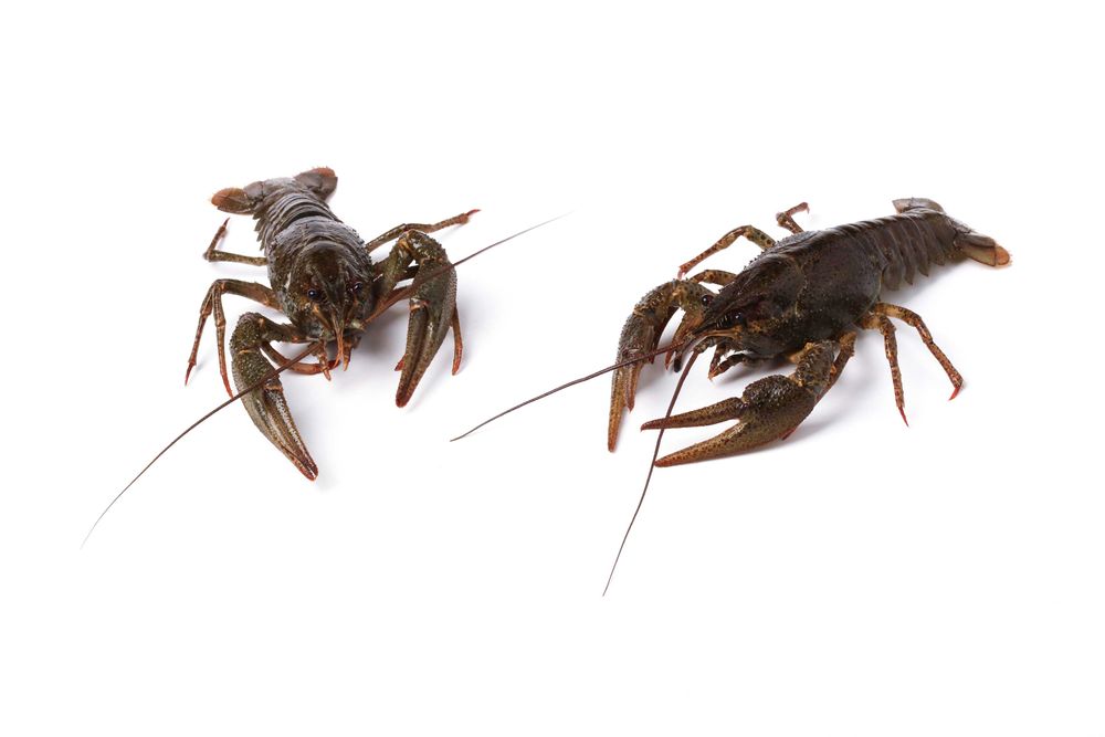 Raki błotne do Oczka Pakiet 20szt (samice+samce) Świadectwo zdr. PIW