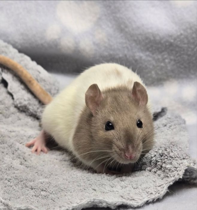 крисенятка криски криси