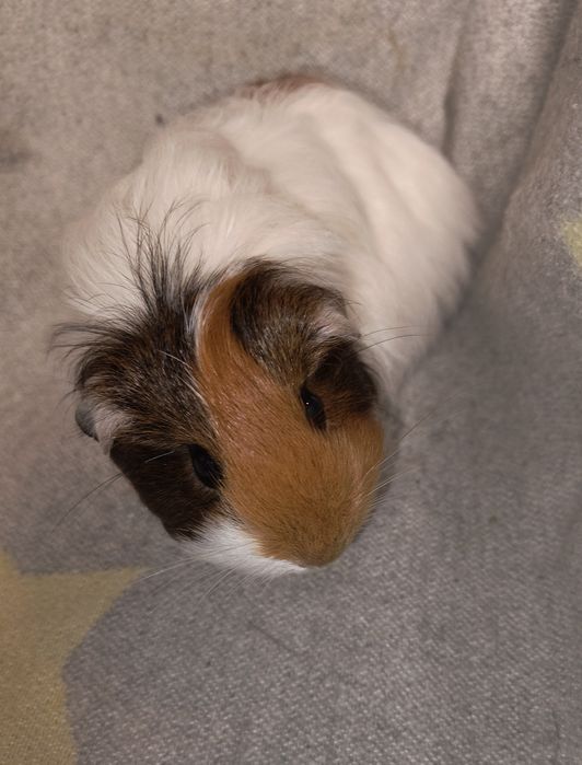 Дівчинка Шелті. Морська свинка