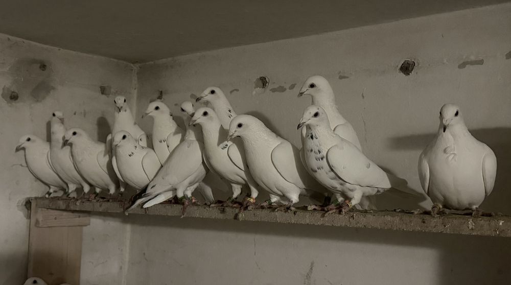 Białe gołębie pocztowe