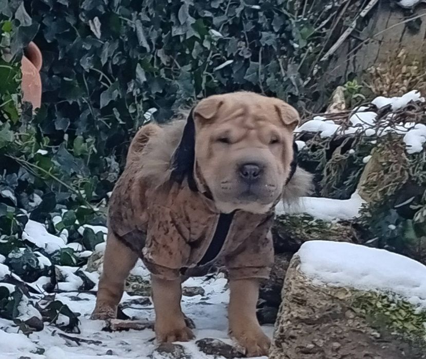 Изабеловый мини шарпей