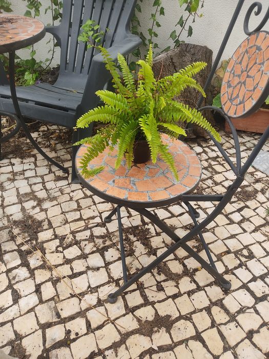 Vendo fetos bonitos