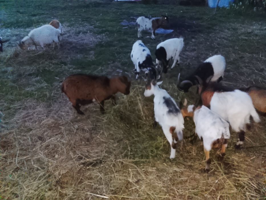 Cabras anãs e cabritos