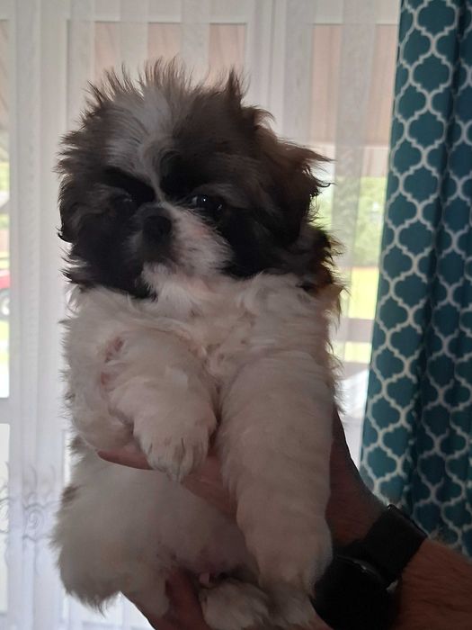 Pekińczyki szczeniaki