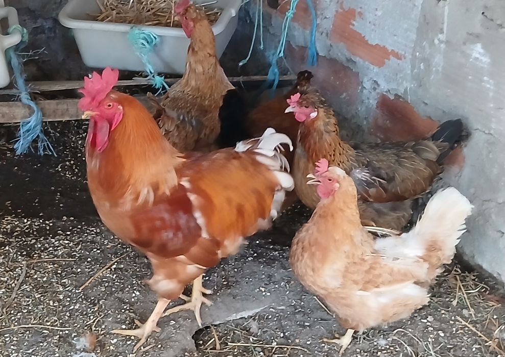 5 galinhas 1 galo