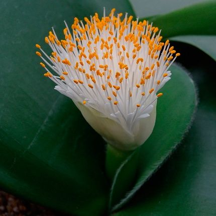 Продаю вазон гемантус