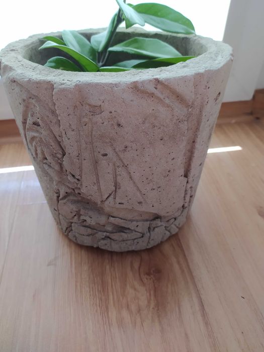 Doniczka betonowa i hoja hoya sadzonka