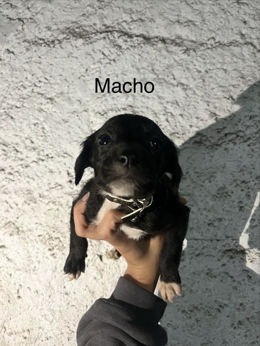 Cãezinhos Para Adoção Responsável