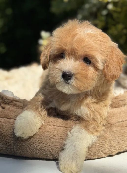 Любовь с первого взгляда‼️Мини мальтипу ф1 Мальтипу ф2. Той пудель