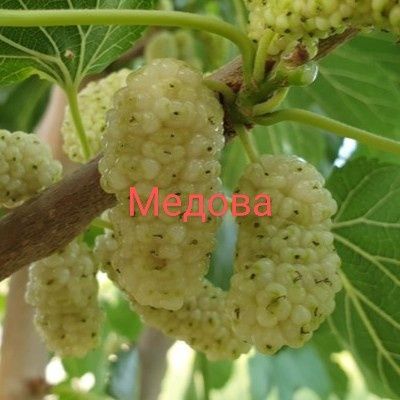 Саджанці плодових дерев